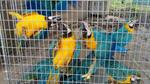 Duro golpe contra el tráfico ilegal de aves silvestres en Ucayali