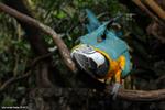 Países andino-amazónicos buscan fortalecer acciones contra el tráfico de vida silvestre