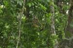 Reserva Nacional Matsés se prepara para postular a la Lista Verde 