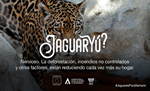 “JaguarYú?”, una campaña de WCS para sensibilizar sobre la importancia del felino más grande de América