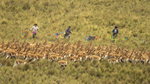 Se realizó taller virtual sobre el bienestar animal para el chaccu de vicuñas en Perú