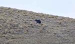 Puno: Especialistas monitorean al oso andino para conocer el estado de conservación de su hábitat