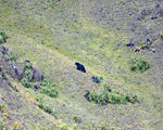 Puno: Refugio para el oso andino y otras especies gracias al buen estado de conservación de sus ecosistemas de altura