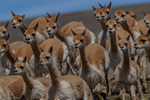 Encuentro Regional: Experiencias en el tratamiento y control de la sarna en vicuñas