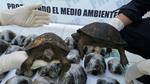 Se rescataron 29 tortugas galápagos en Piura