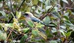 Aves y café en la zona de amortiguamiento del Parque Nacional Bahuaja Sonene