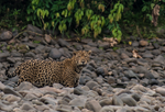 Latinoamérica lanza un nuevo plan para salvar al jaguar