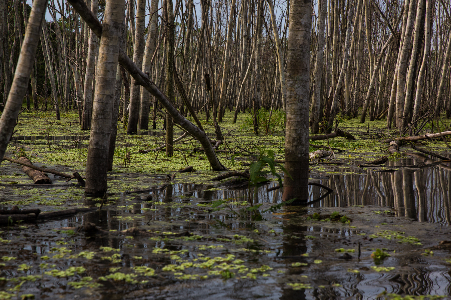 bosque inundable Pacaya Samiria