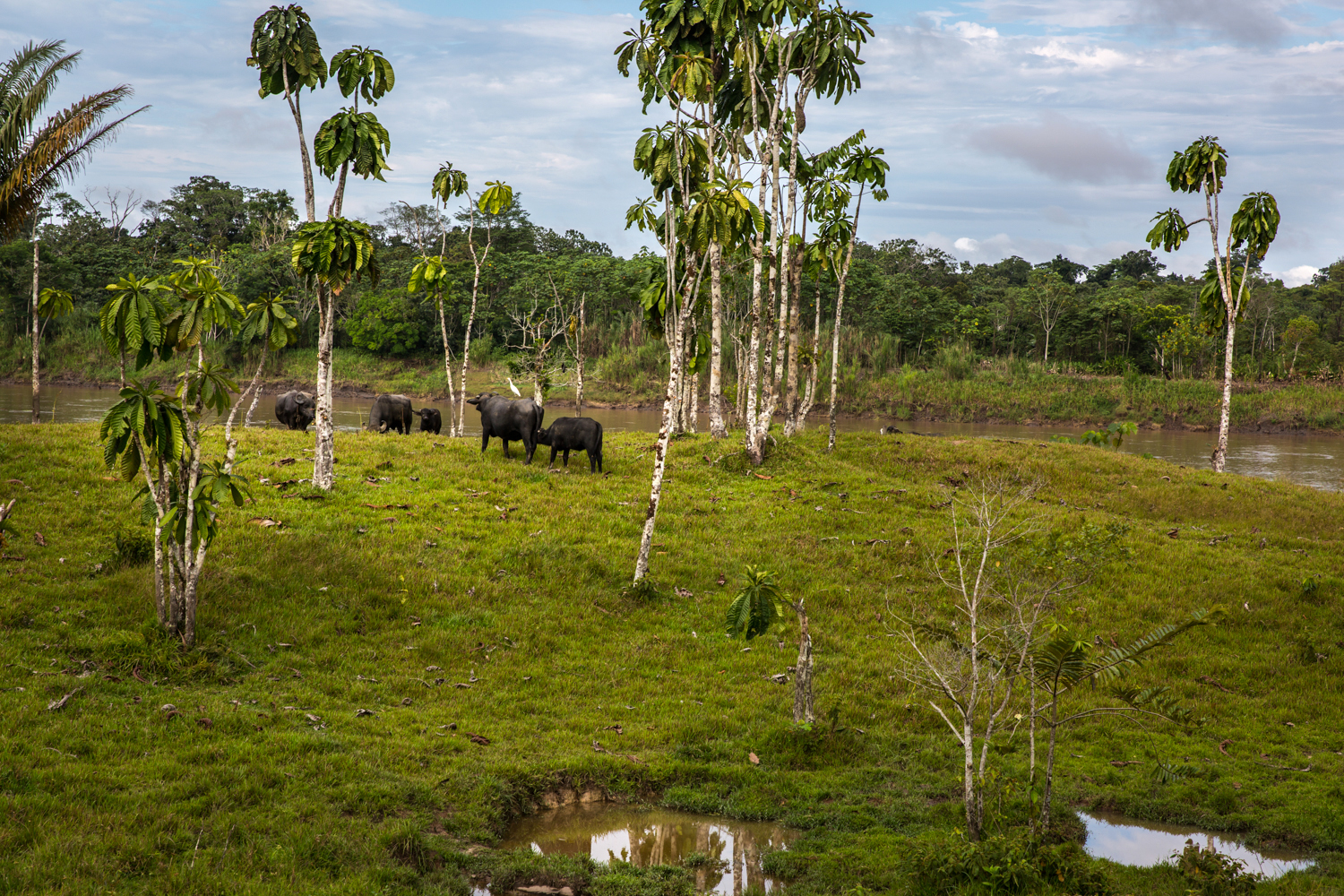 Wcs Se Pronuncia Sobre El Reporte De Perdida Masiva De Biodiversidad Publicado Por La Ipbes Wcs Peru