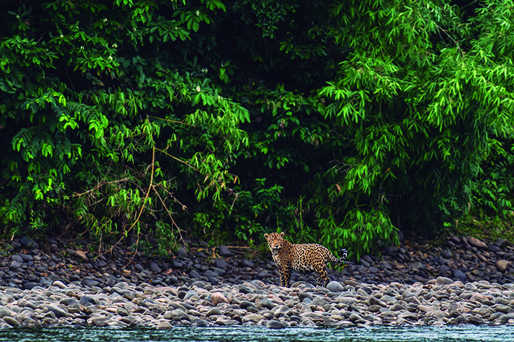 Wcs Se Pronuncia Sobre El Reporte De Perdida Masiva De Biodiversidad Publicado Por La Ipbes Wcs Peru
