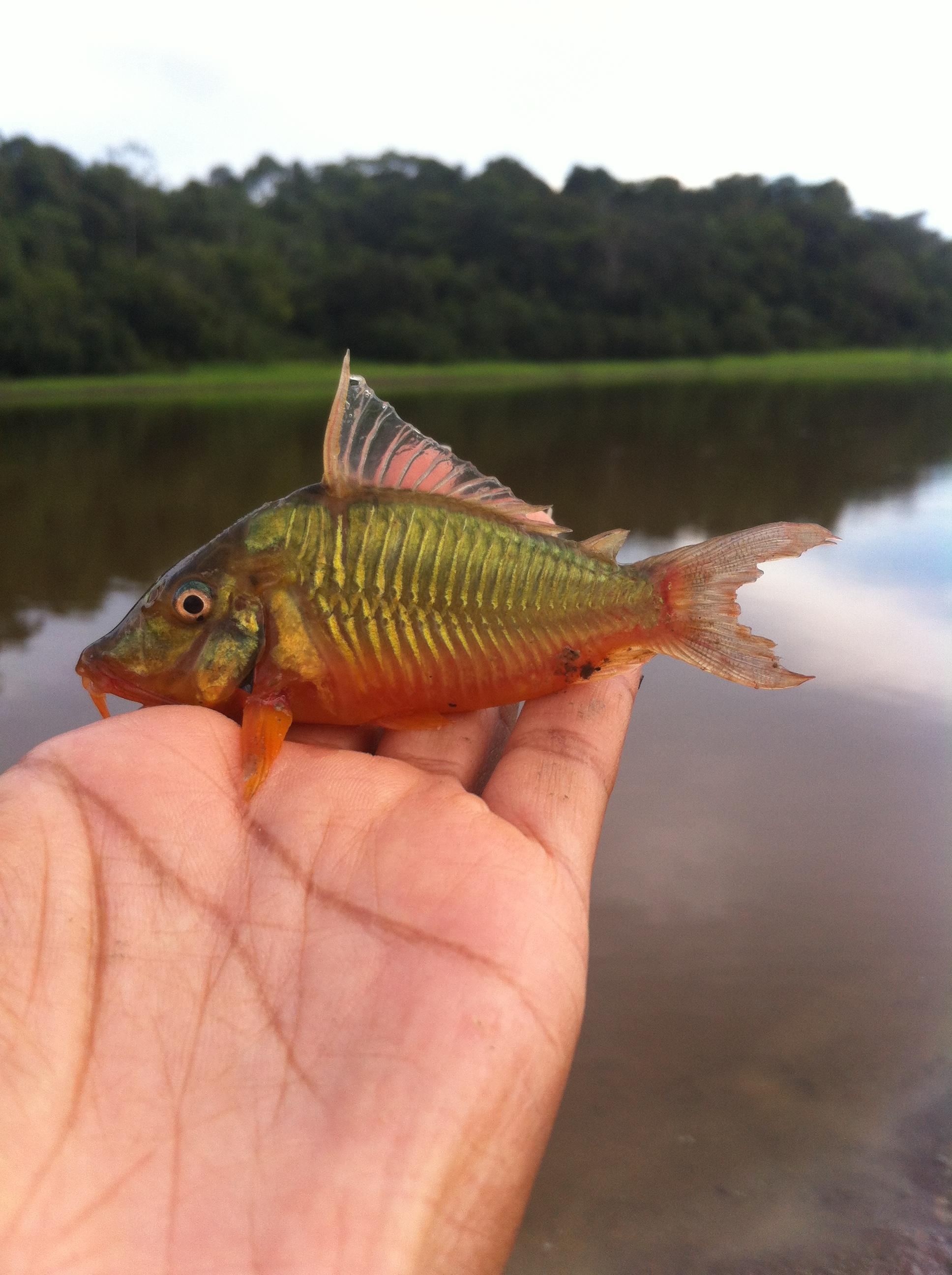 Estudio Destaca Alta Diversidad De Peces En La Zona De Amortiguamiento Del Area De Conservacion Regional Comunal Tamshiyacu Tahuayo Wcs Peru