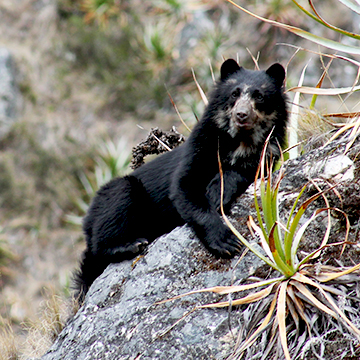 OSO ANDINO
